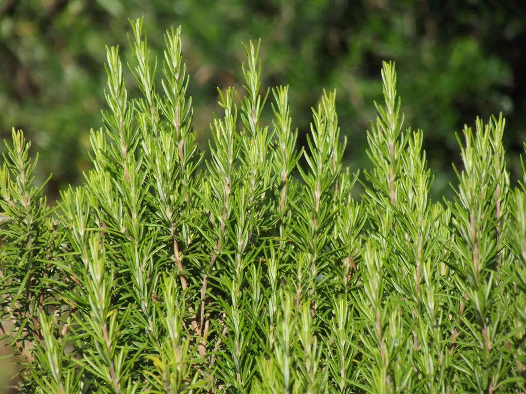 Photo Rosemary plant